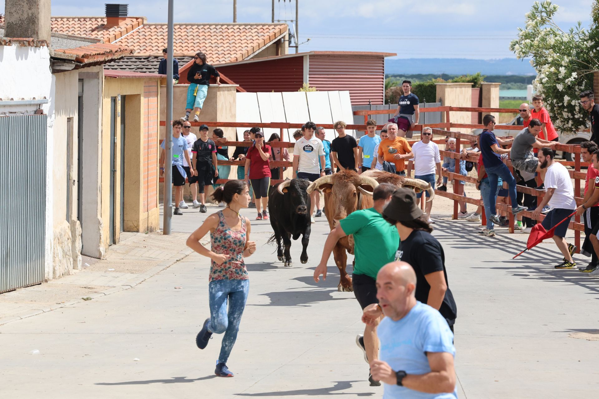 Encierro del domingo en las fiestas de Matapozuelos