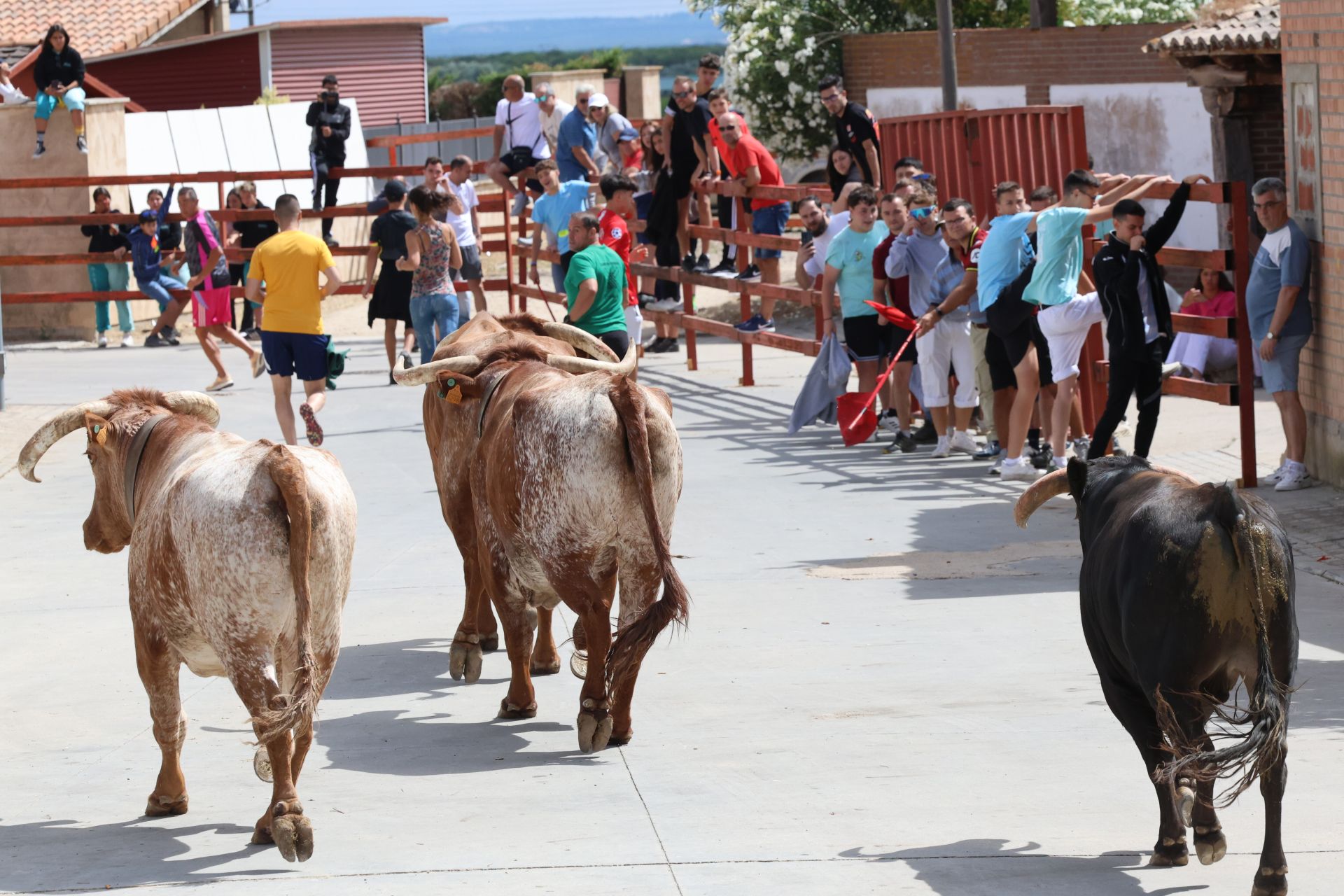 Encierro del domingo en las fiestas de Matapozuelos