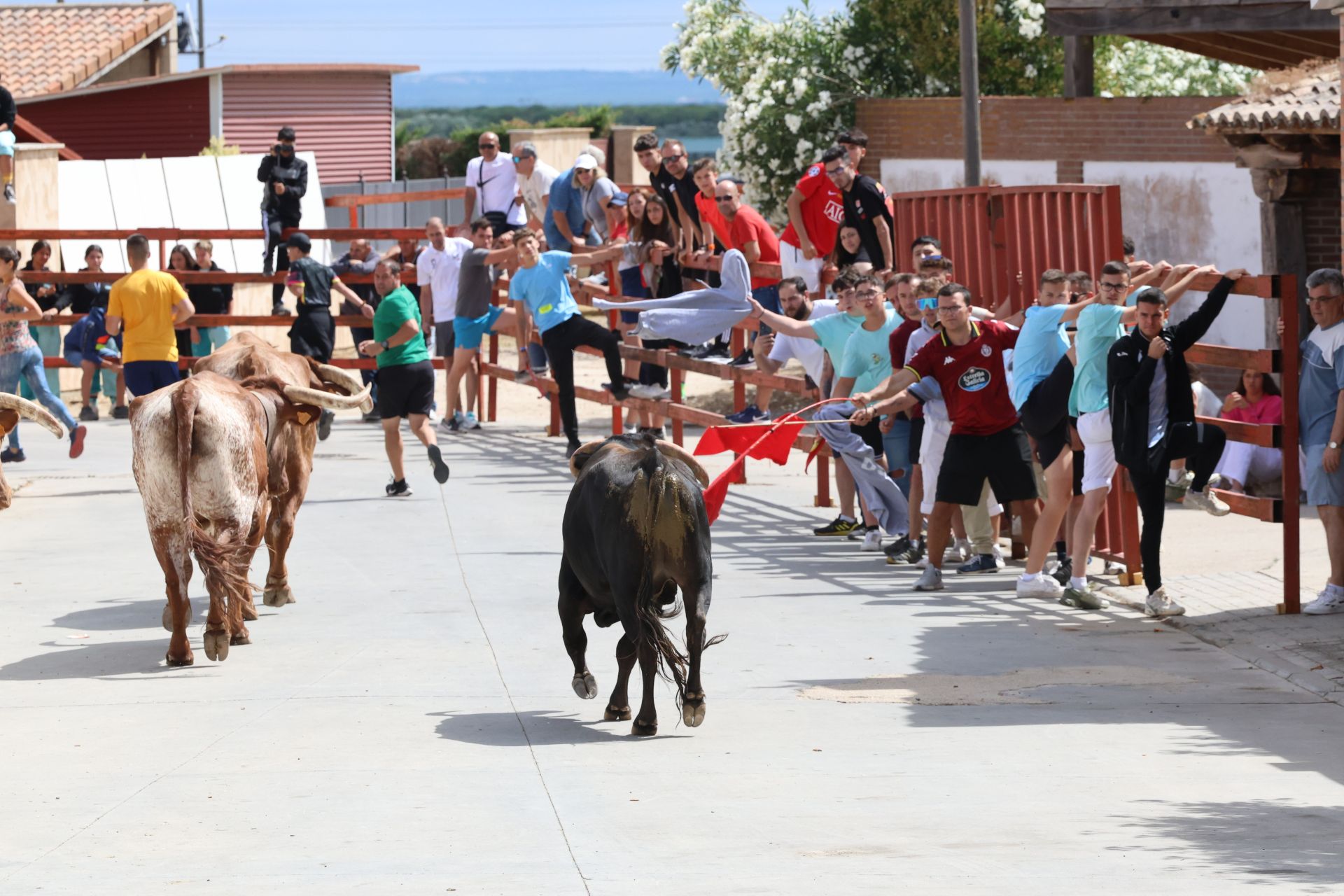 Encierro del domingo en las fiestas de Matapozuelos