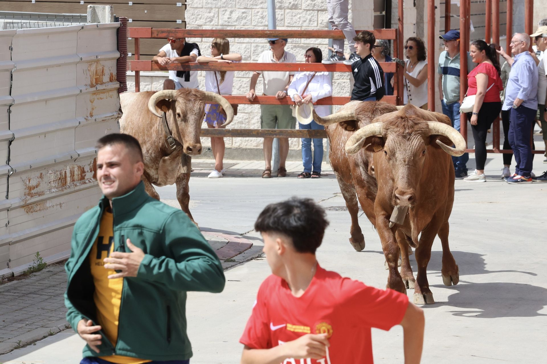 Encierro del domingo en las fiestas de Matapozuelos