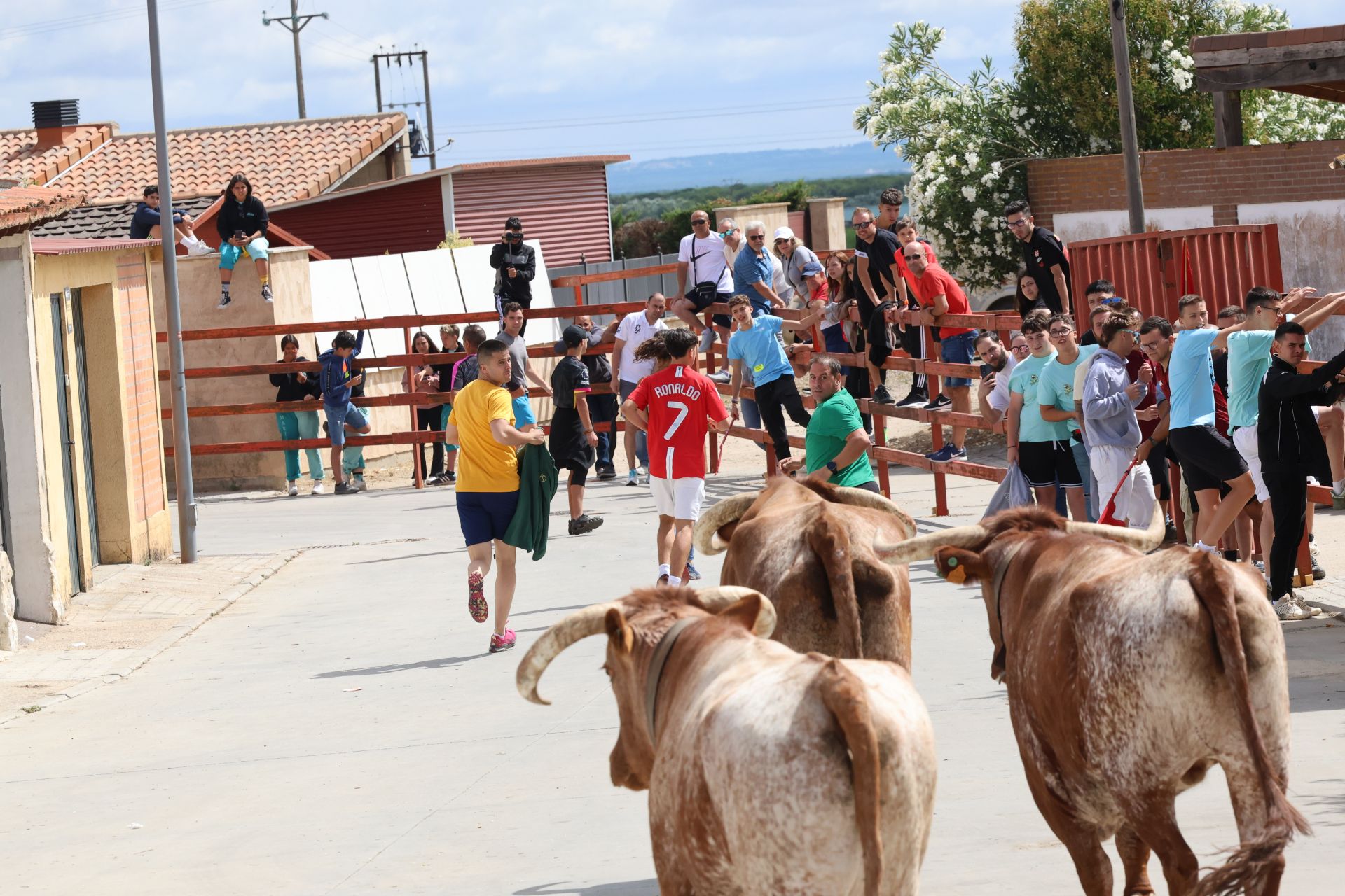 Encierro del domingo en las fiestas de Matapozuelos