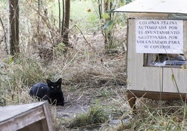 Un gato reposa en una colonia felina del barrio de Huerta del Rey.