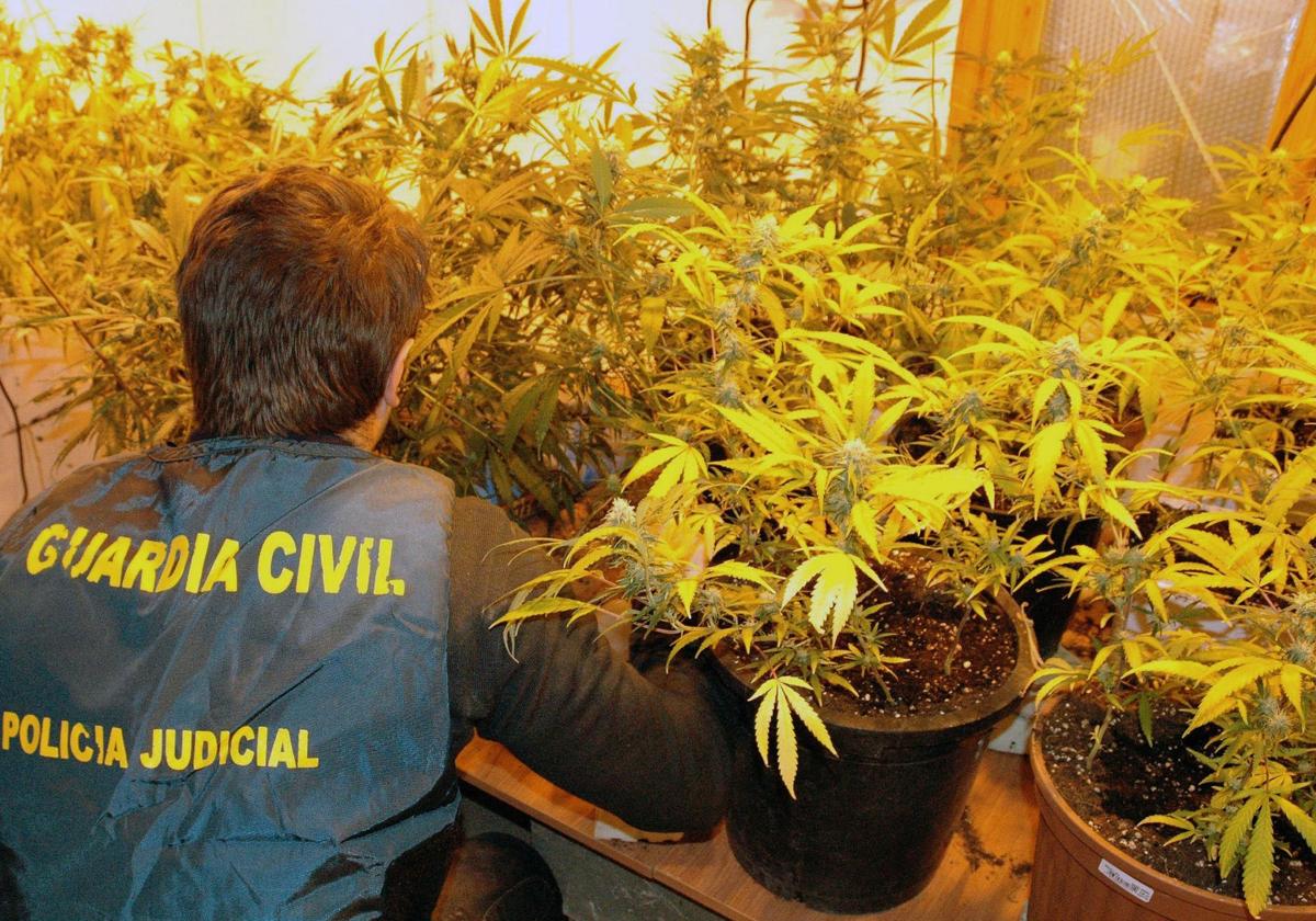 Un agente de la Guardia Civil supervisa la incautación de varias plantas de marihuana.