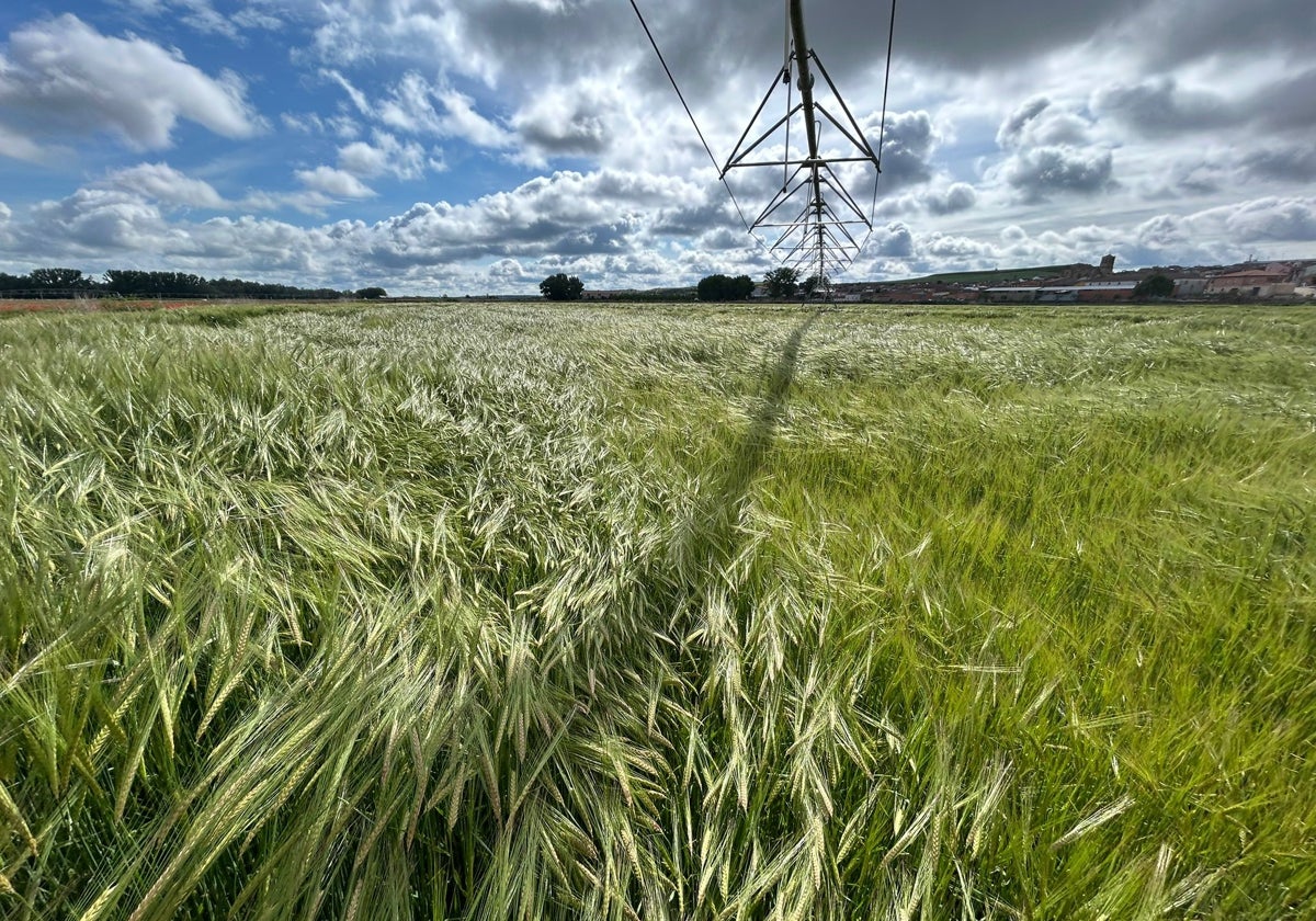 5,8 millones por los siniestros sufridos este año en los cultivos herbáceos de la región