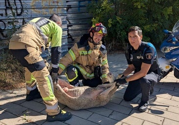 Una oveja se cuela en la VA-20 y siembra el caos en el tráfico