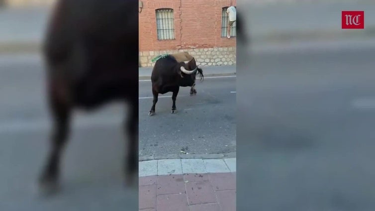 Accidentada suelta de El Fogato en Tudela de Duero