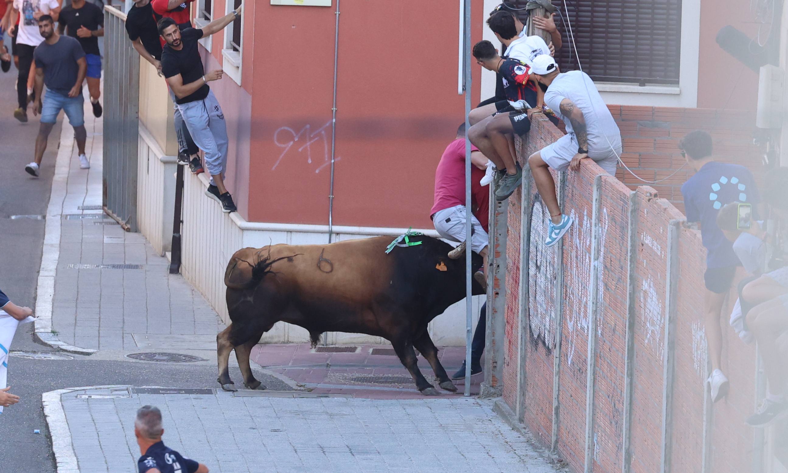 El toro del Fogato de Tudela, en imágenes