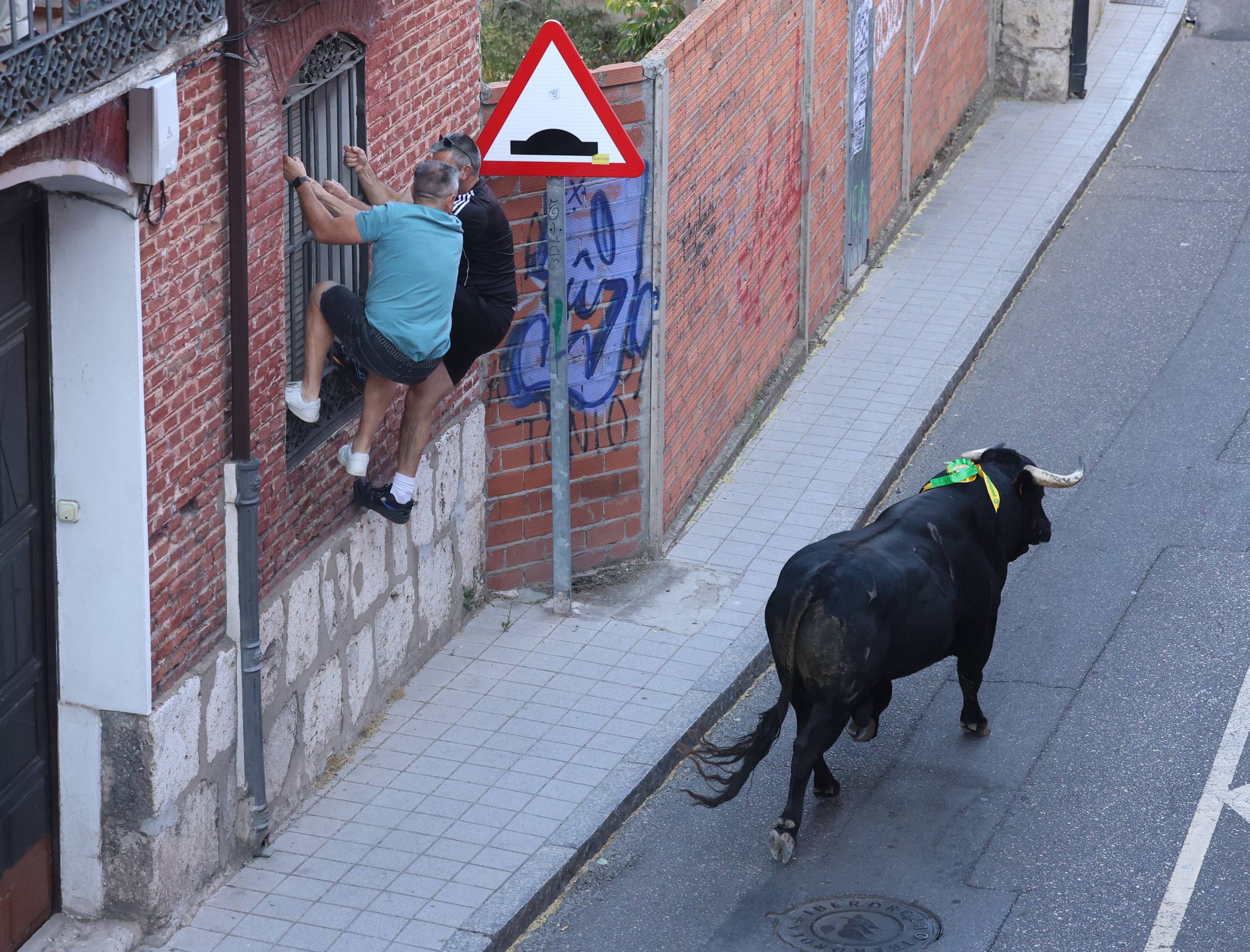 El toro del Fogato de Tudela, en imágenes