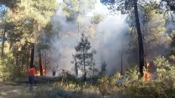 Incendio en un pinar de Coca.