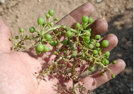 Viñedo afectado por el mildiu en Ribera del Duero.