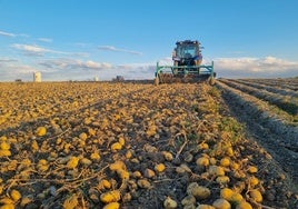 Se augura una bajada de producción y caída de precios en la campaña de patata