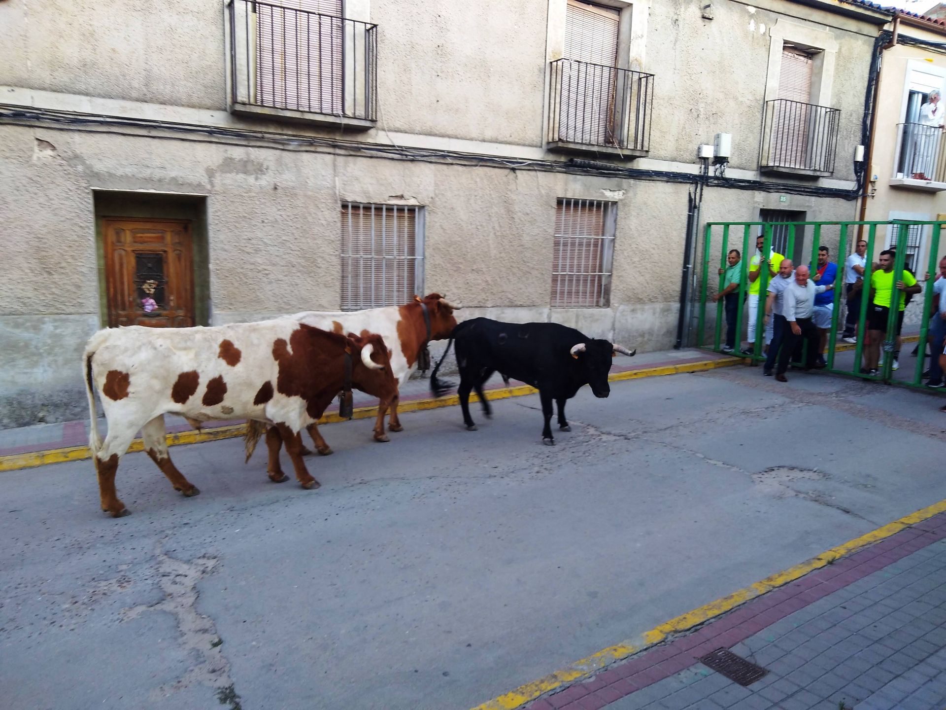 Primer encierro de las fiestas de Alcazarén.
