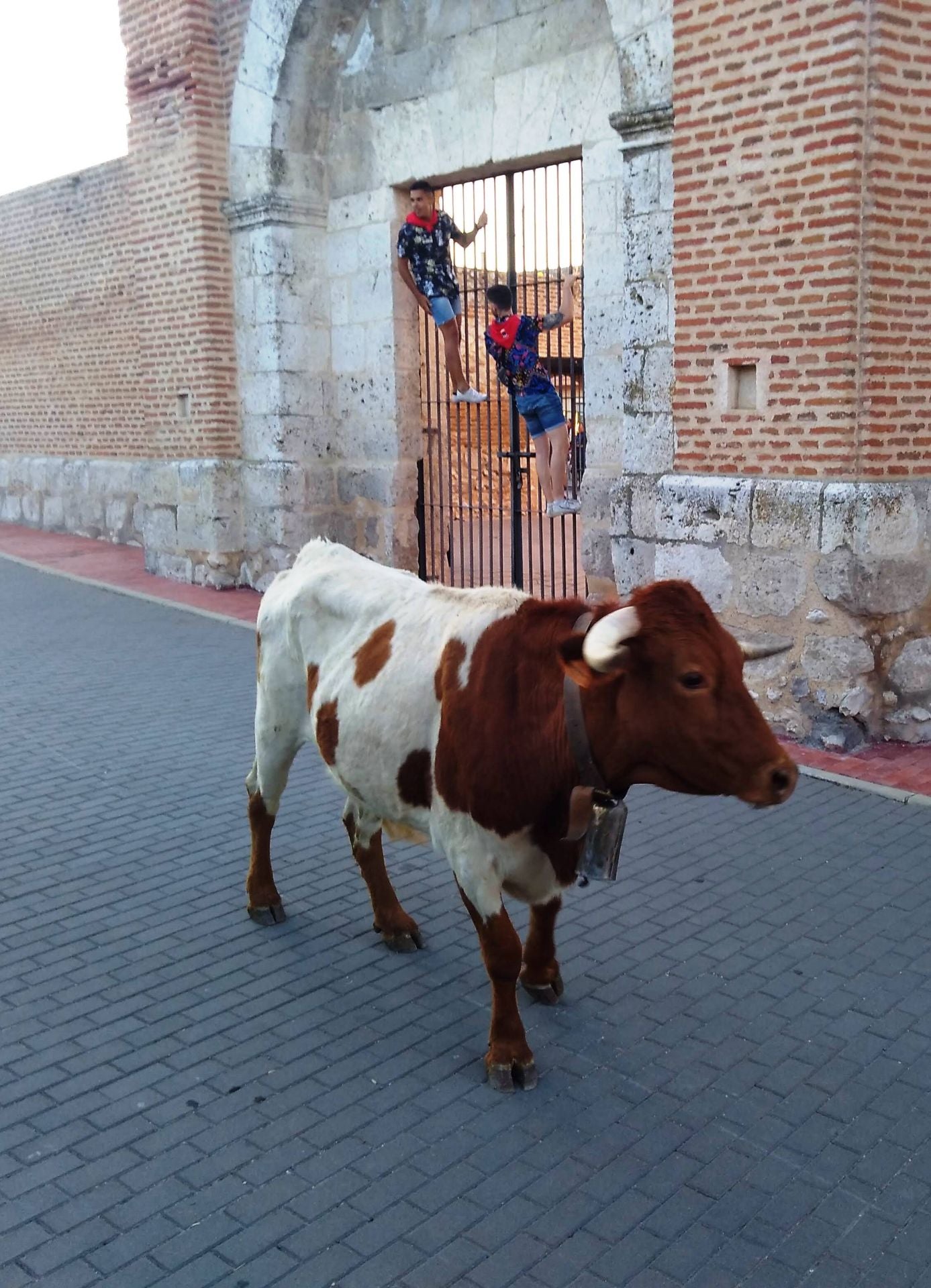 Primer encierro de las fiestas de Alcazarén.