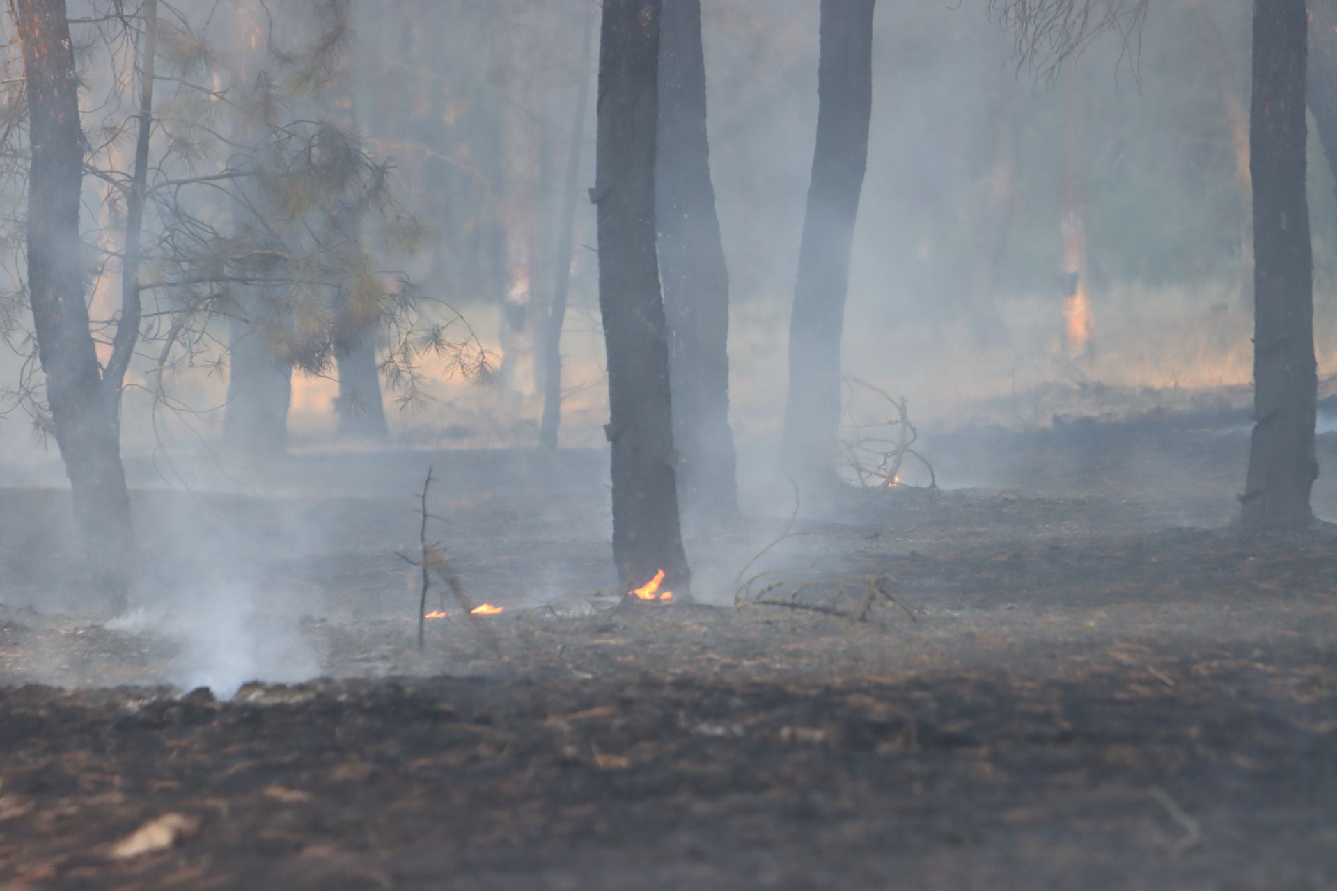 Fotos del incendio en un pinar de Coca