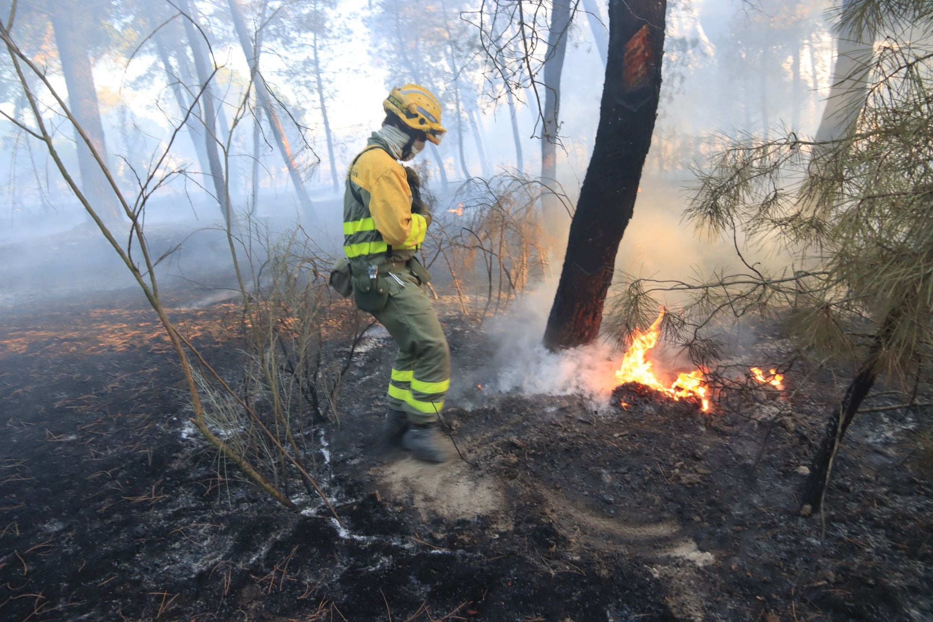 Fotos del incendio en un pinar de Coca