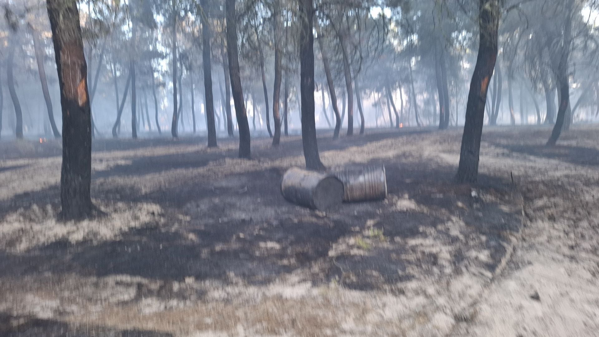 Fotos del incendio en un pinar de Coca