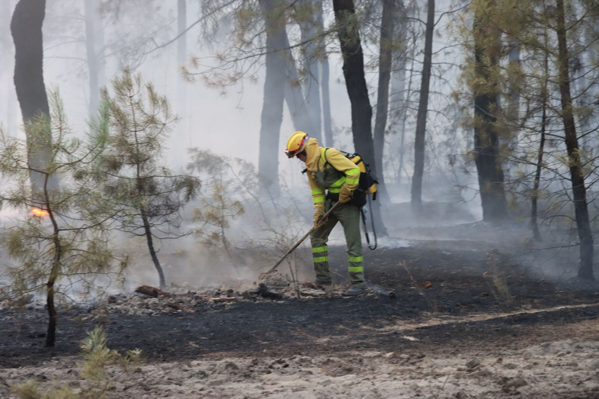 Fotos del incendio en un pinar de Coca
