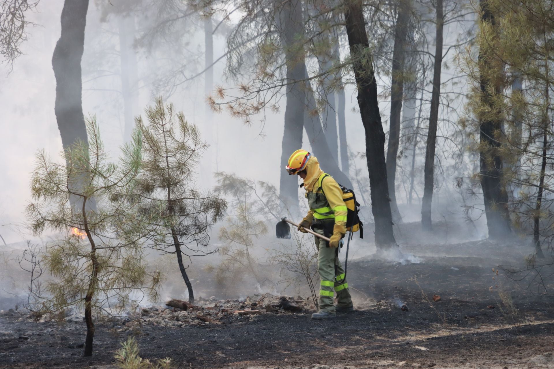 Fotos del incendio en un pinar de Coca