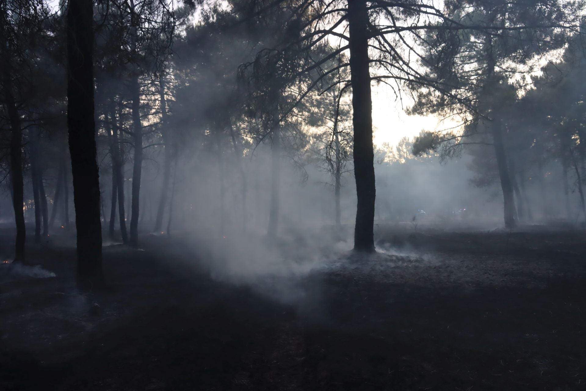 Fotos del incendio en un pinar de Coca