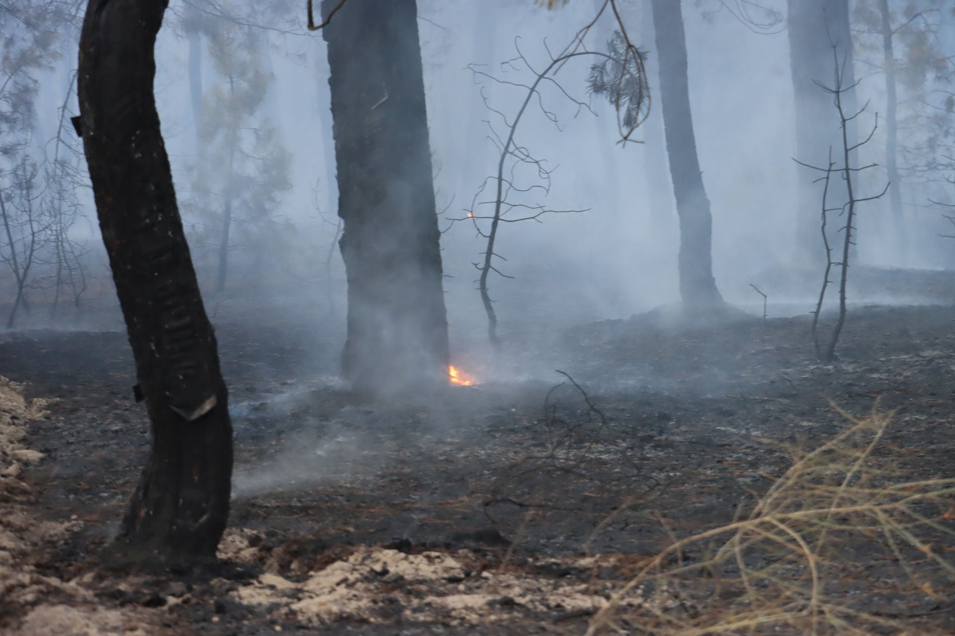 Fotos del incendio en un pinar de Coca