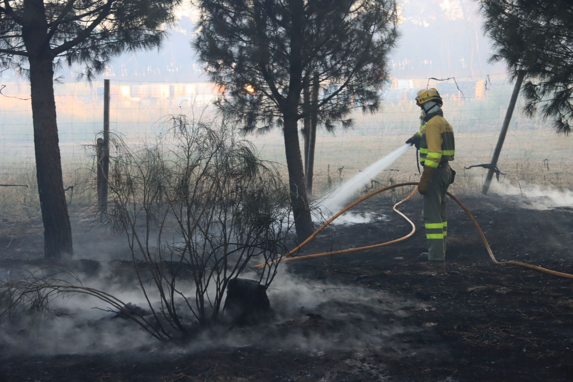 Fotos del incendio en un pinar de Coca