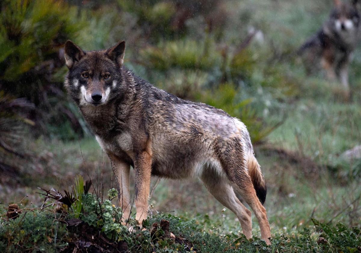 Imagen de archivo de un ejemplar de lobo ibérico.