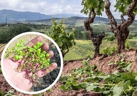 Viñedo afectado por mildiu en la D.O. Rueda, Castilla y León, julio de 2025.