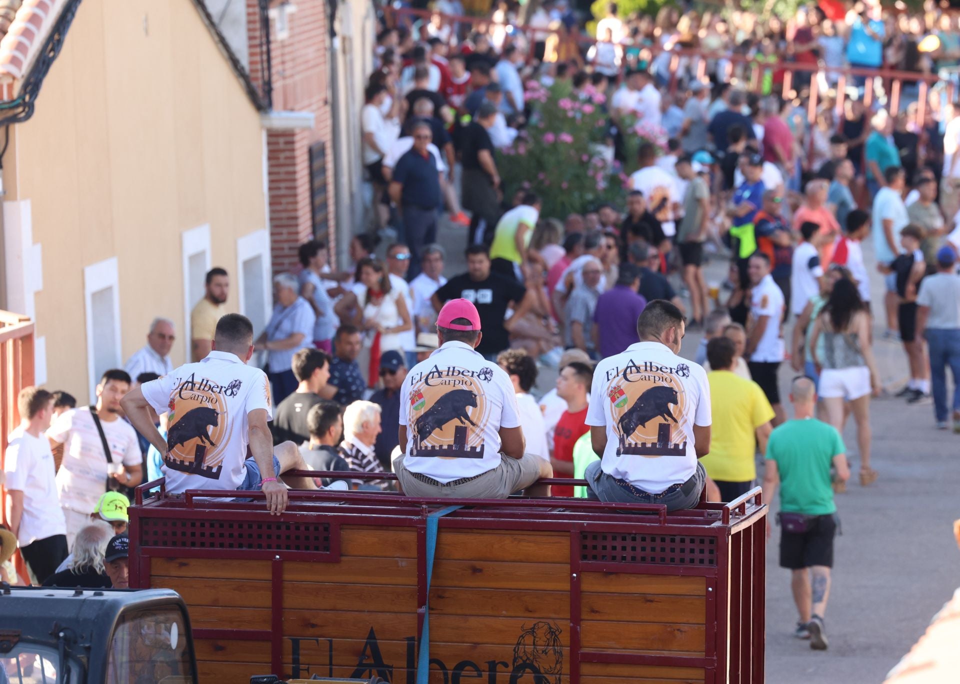 La suelta de toros de Carpio, en imágenes