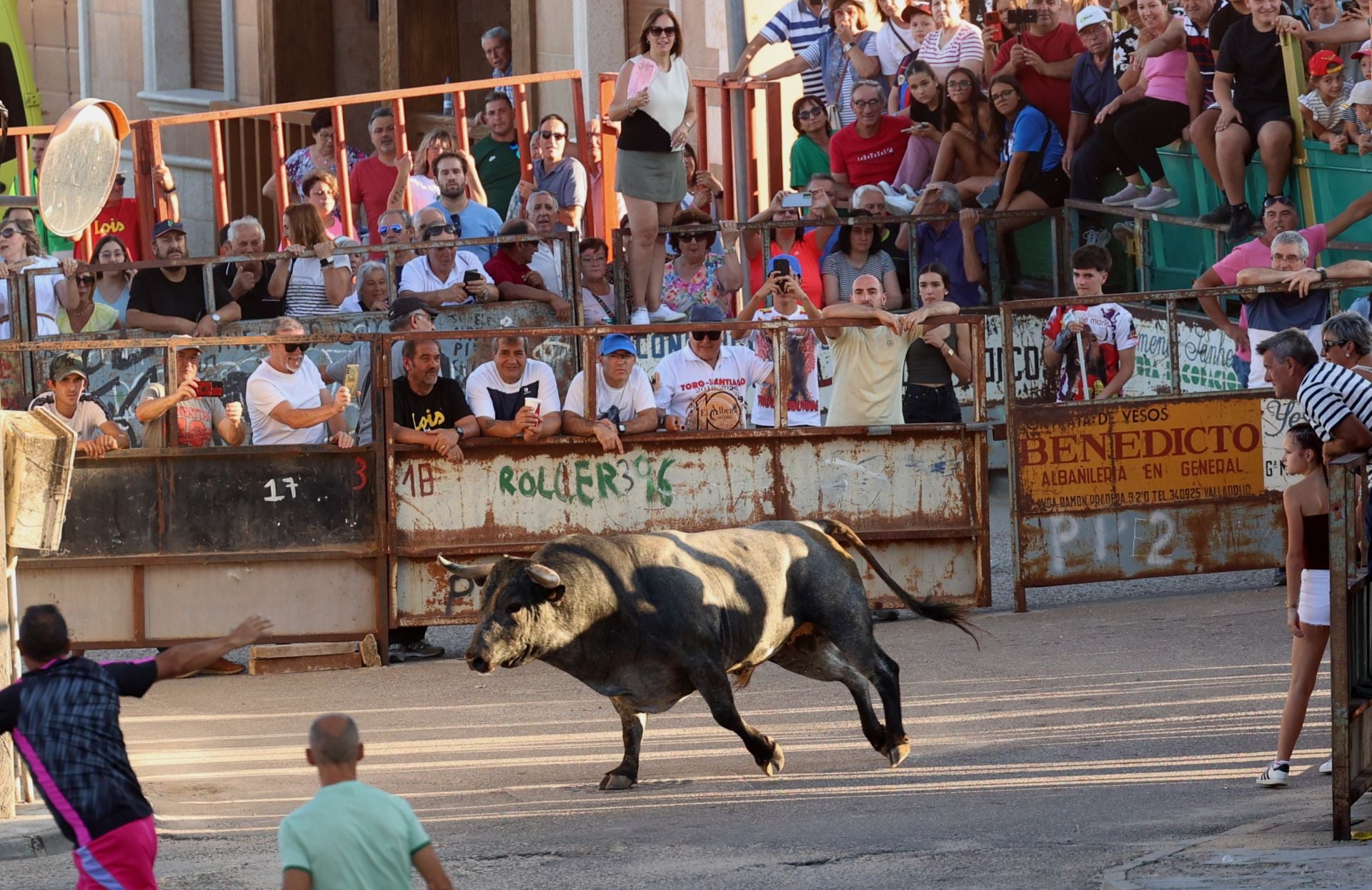 La suelta de toros de Carpio, en imágenes