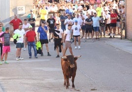 La suelta de toros de Carpio, en imágenes