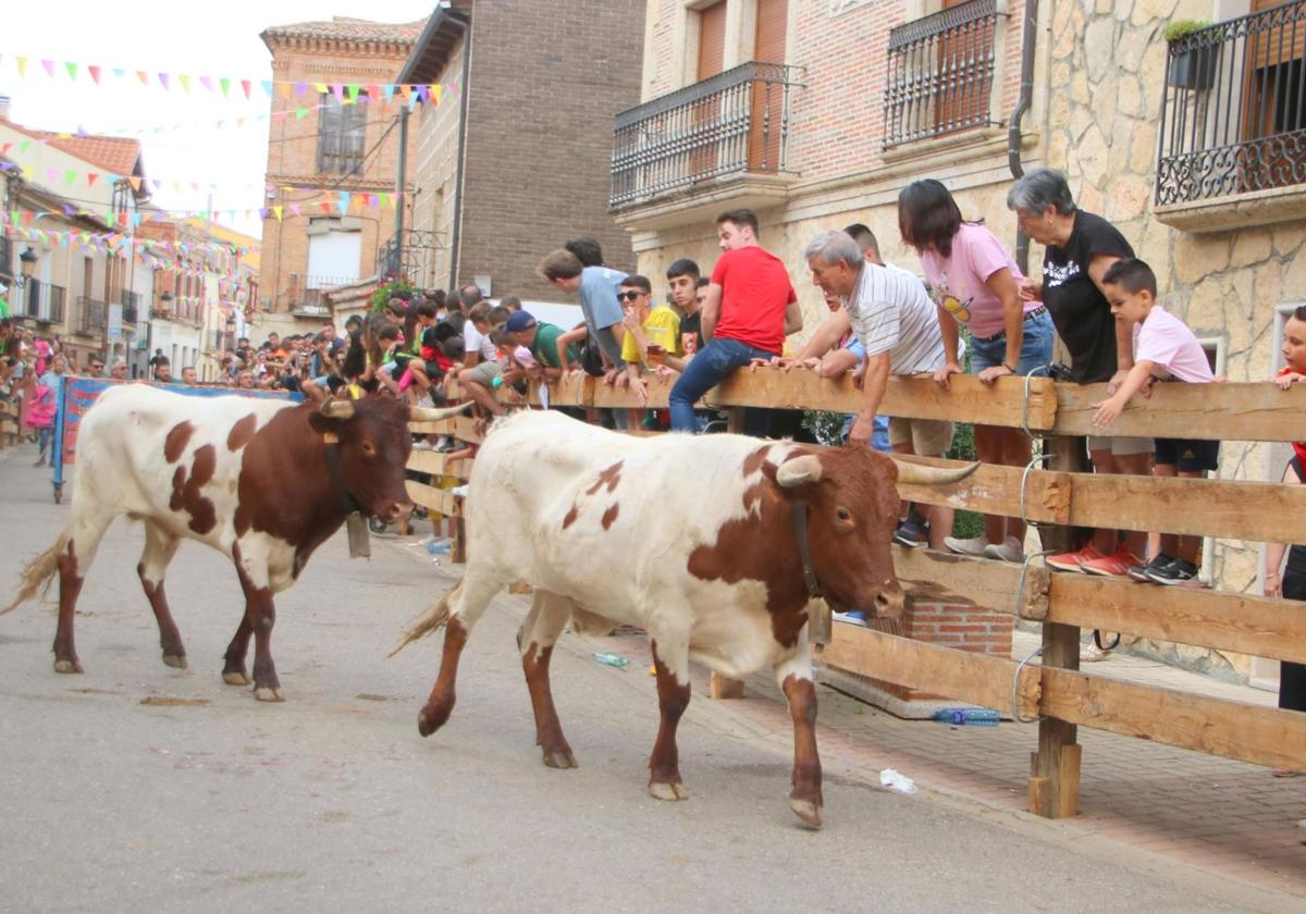 Festejo taurino de Torquemada del año pasado.