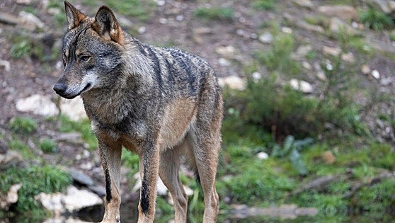 Ecologistas lleva al Defensor del Pueblo la «opacidad» de la Junta en la gestión del lobo