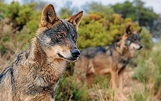 UCCL denuncia inacción administrativa ante ataques del lobo