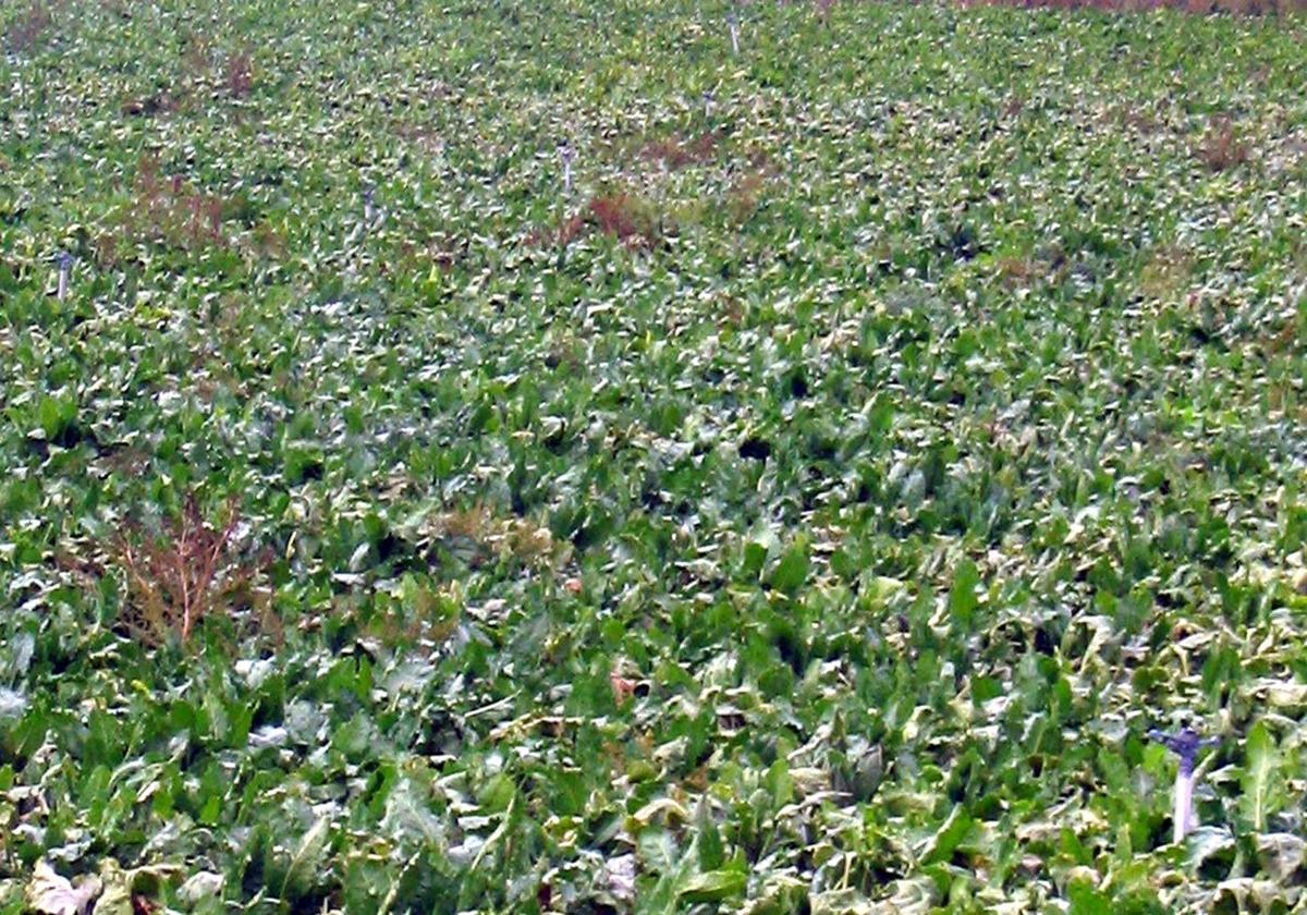 Cultivo de remolacha.