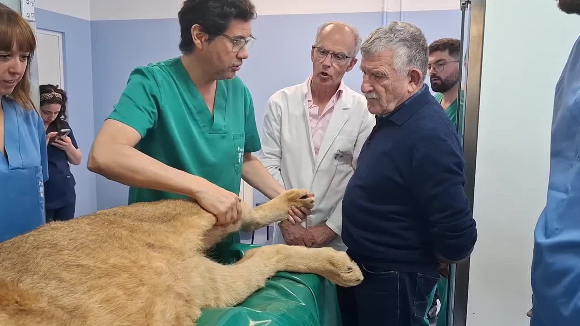 Un tratamiento pionero en León para tratar dos leones de Cabárceno