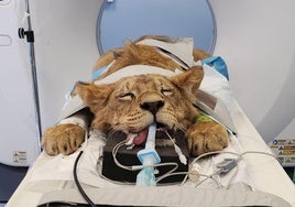 Imagen de uno de los leones en la revisión.