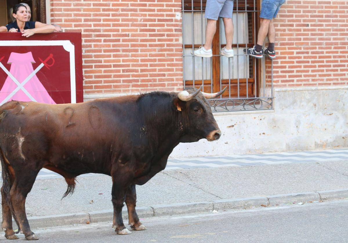 Un encierro en La Seca, en una imagen de archivo.