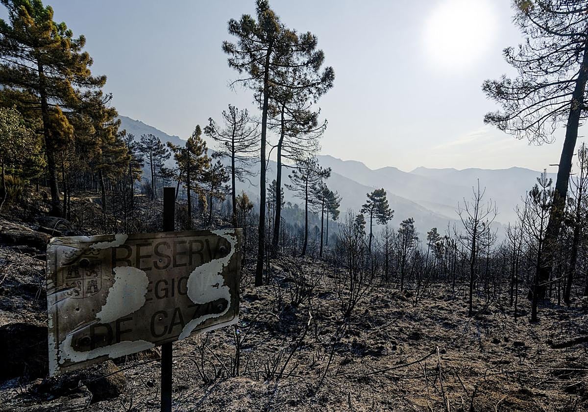 Zona calcinada tras el incendio originado entre Cuevas del Valle y Mombeltrán.