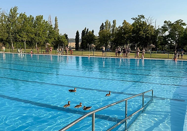 Patos en la piscina de Fuente La Mora, durante la tarde de este domingo.