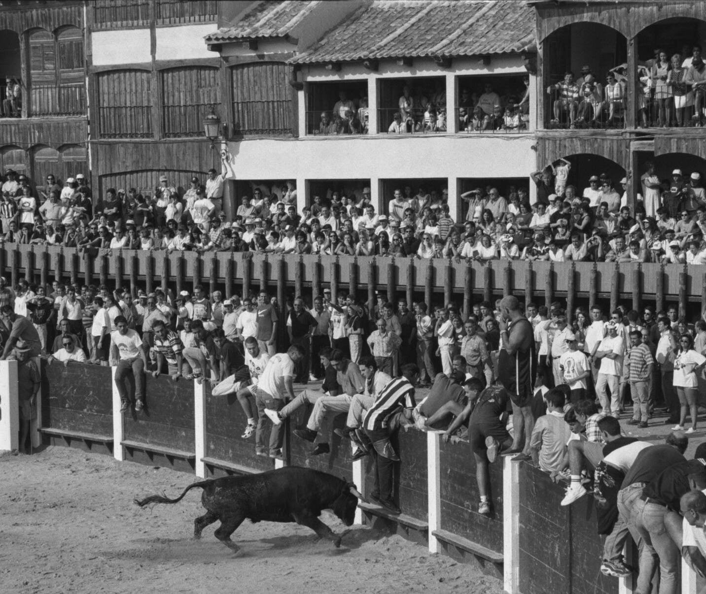 Fiestas patronales de Peñafiel. Llegada de los toros a la plaza del Coso. 15 de agosto de 1998.