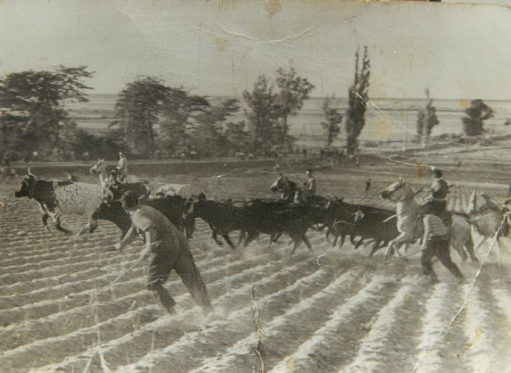 Una de las fotos más antiguas de Olmedo en el archivo de El Norte es esta de los encierros. Está fechada hacia 1940.
