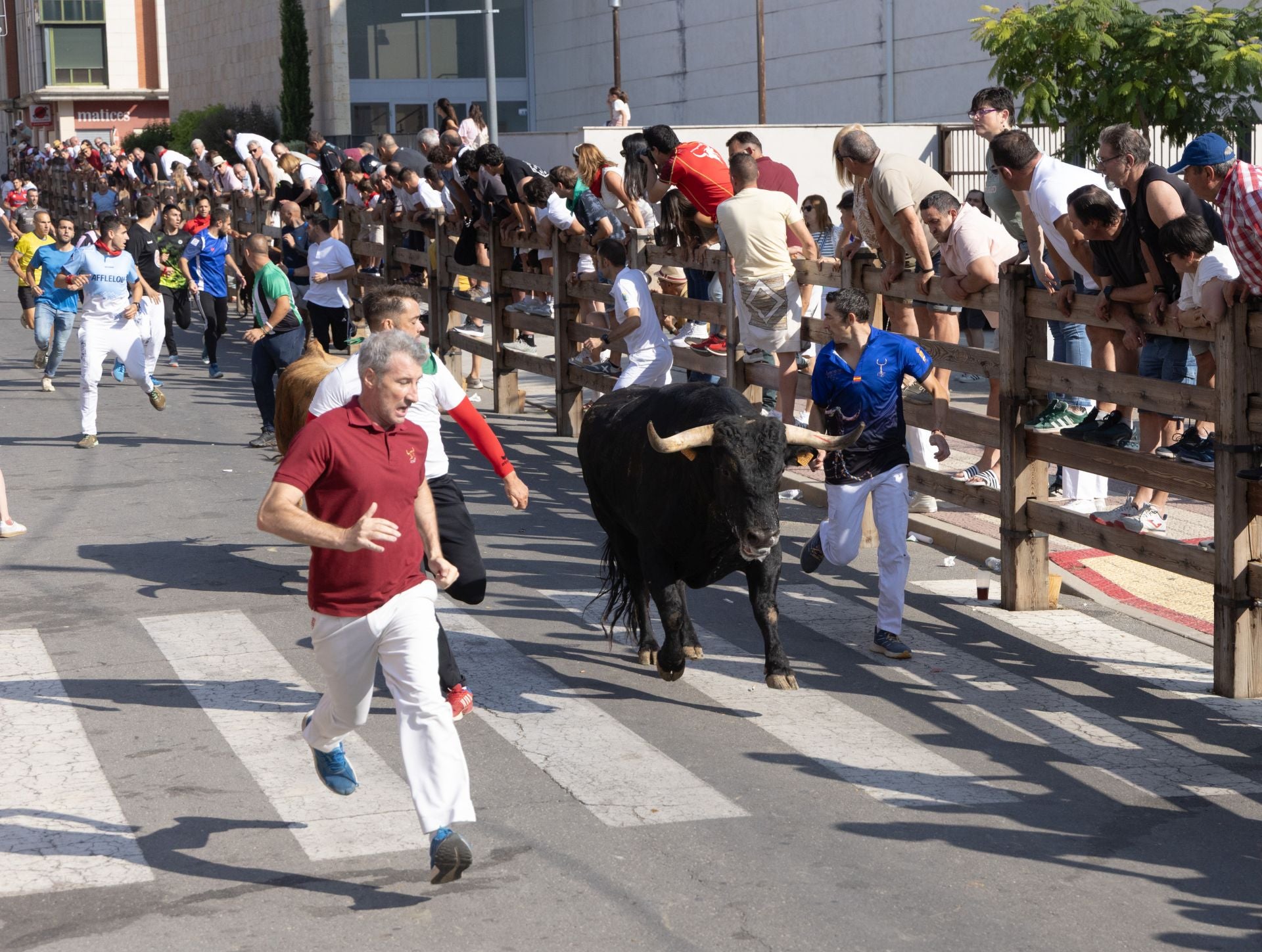 Los corredores del cuarto encierro de las fiestas Íscar.