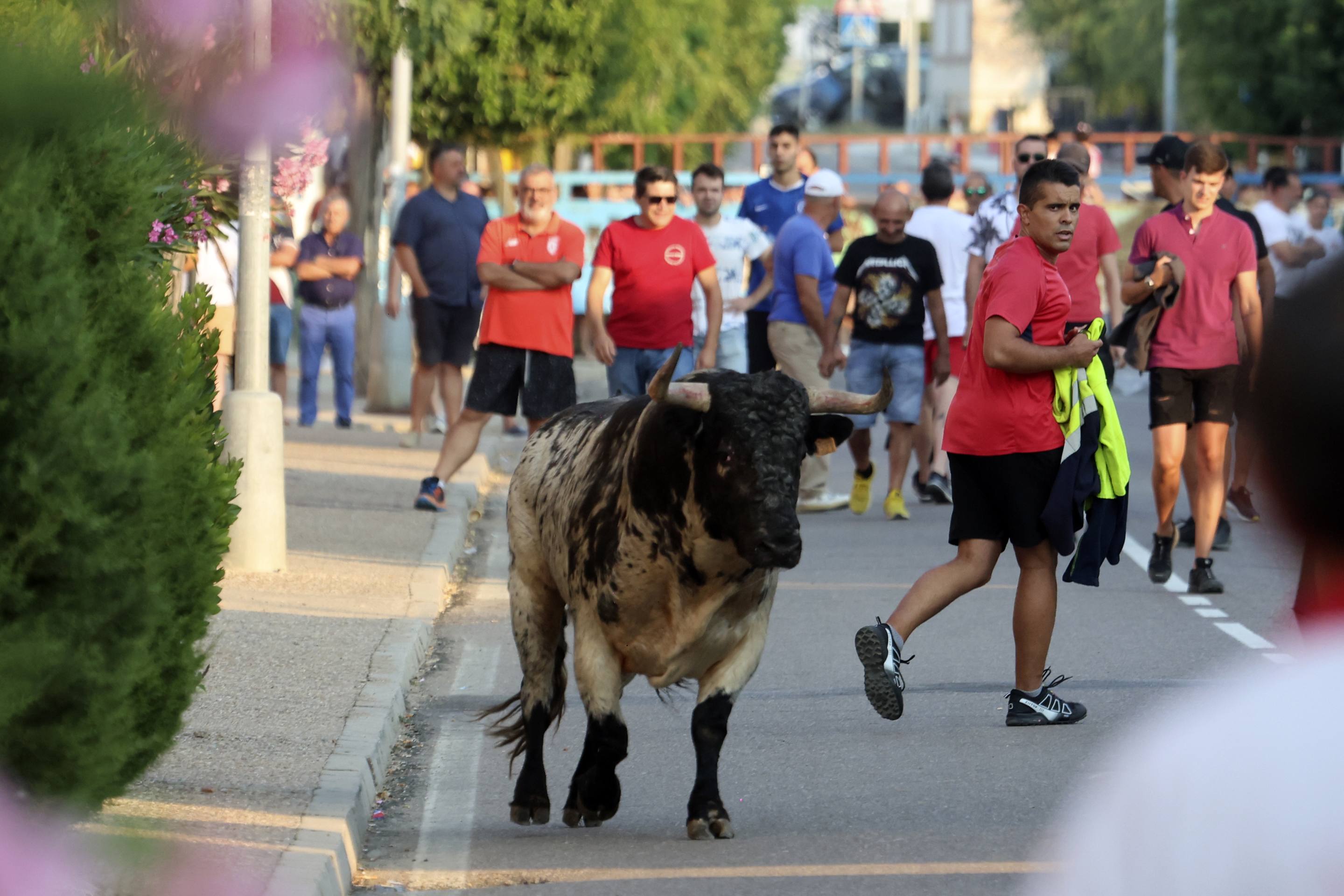 La jornada taurina en La Seca, en imágenes