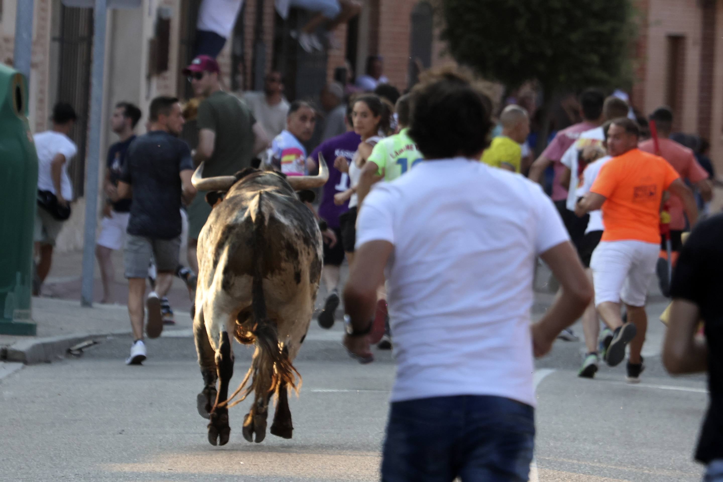 La jornada taurina en La Seca, en imágenes