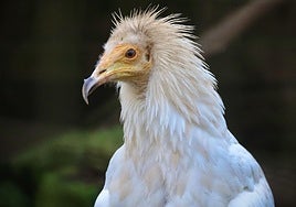 Alimoche, en imagen de archivo.