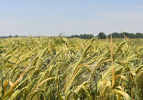 Un campo de cereal en la región