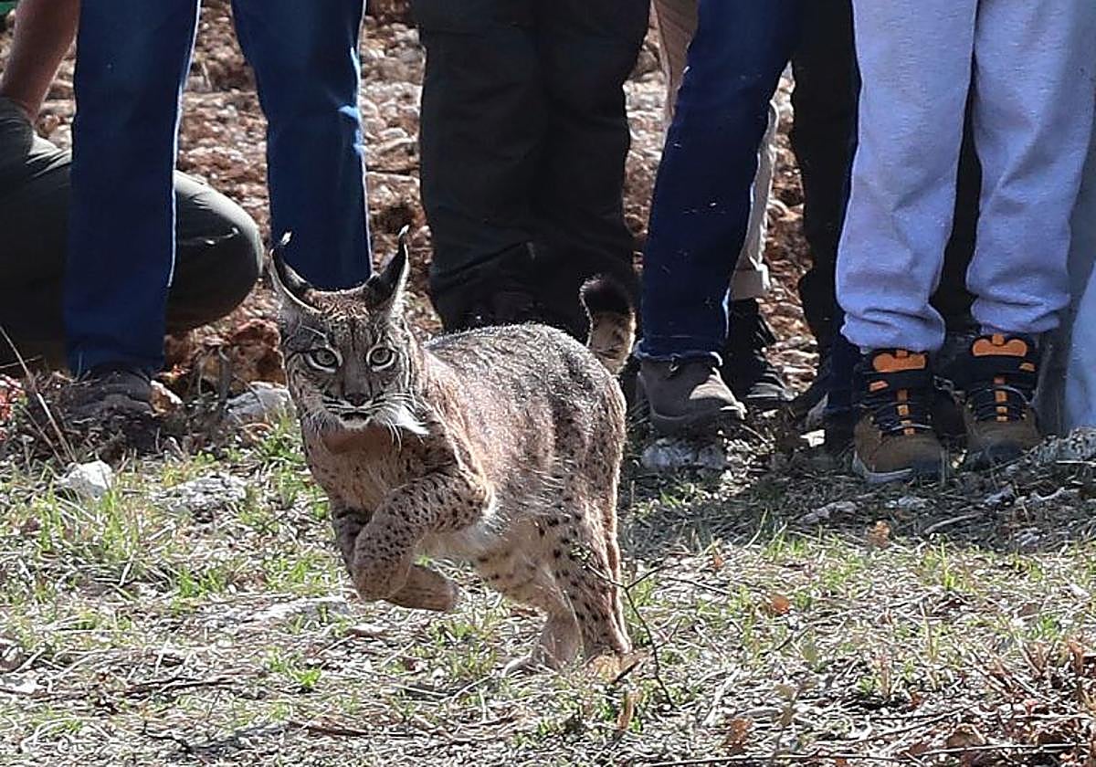Vouga, el pasado mes de abril, durante su suelta en Astudillo.