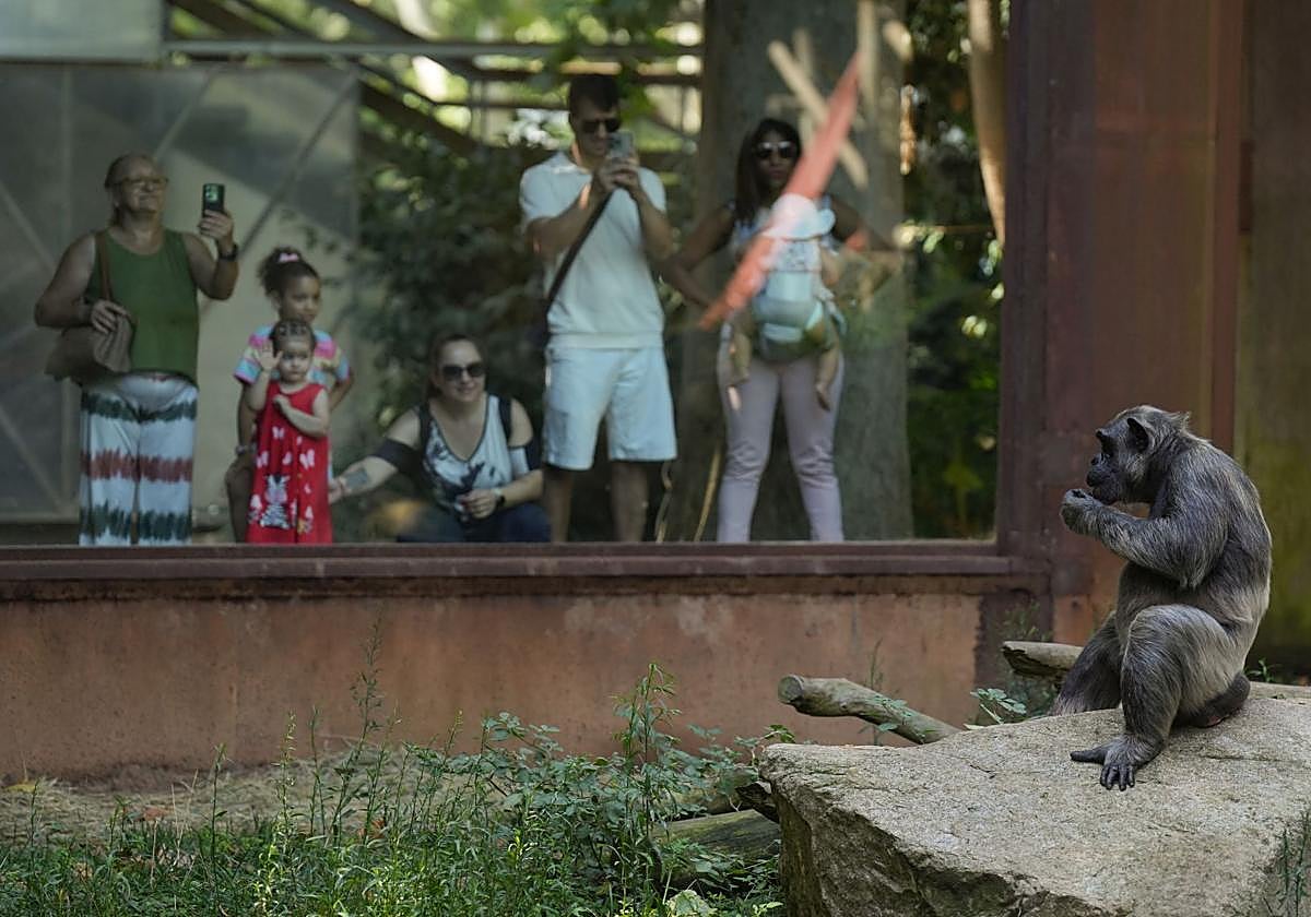 Vistantes del zoo de Barcelona junto a la zona de los chimpancés.