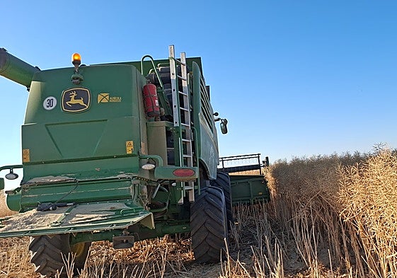 Labores de siega de colza en la provincia de Zamora.