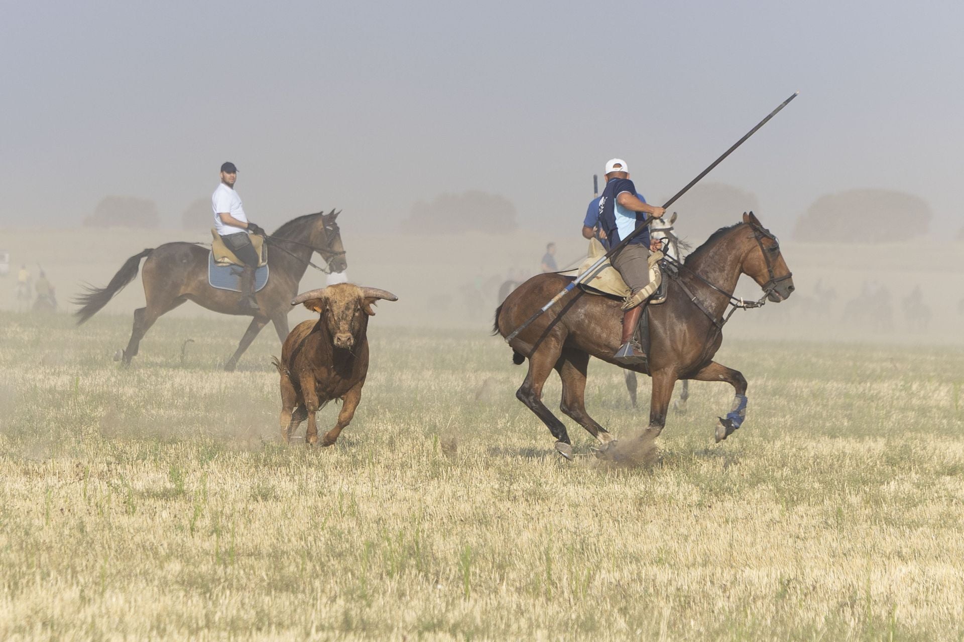 Las imágenes del encierro mixto de Íscar